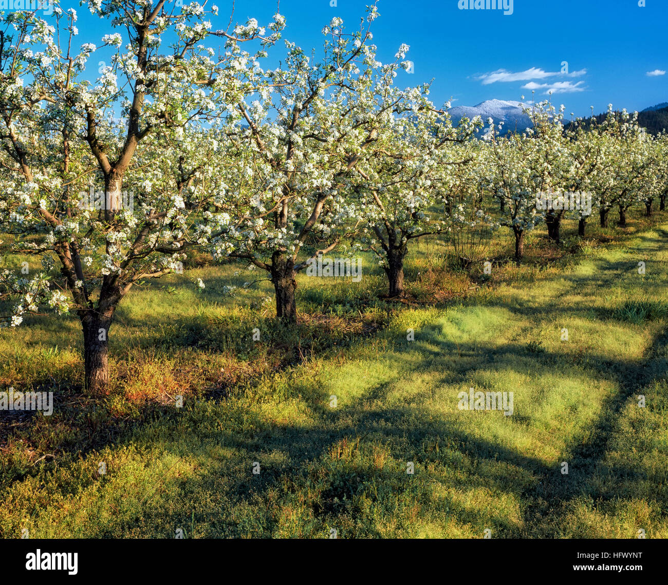 Evening light on this April blooming pear orchard with a distant snow capped Mt Ashland in southern Oregon's Rogue River Valley. Stock Photo