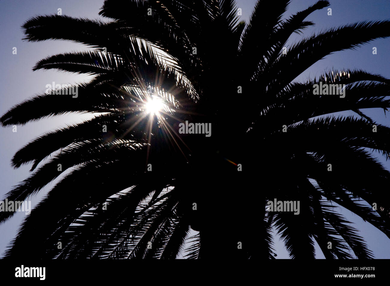 Sun flare through palm tree Stock Photo