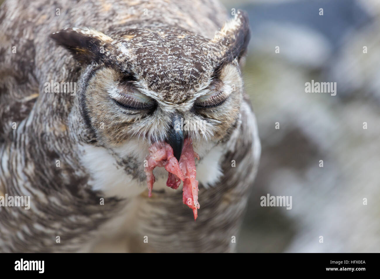Great horned owl Stock Photo - Alamy