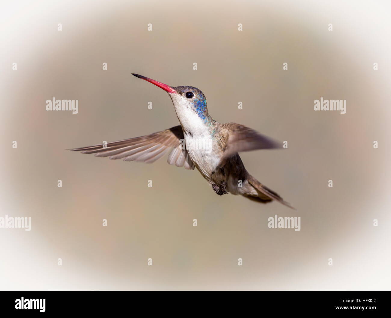 Violet Crowned Hummingbird Stock Photo - Alamy