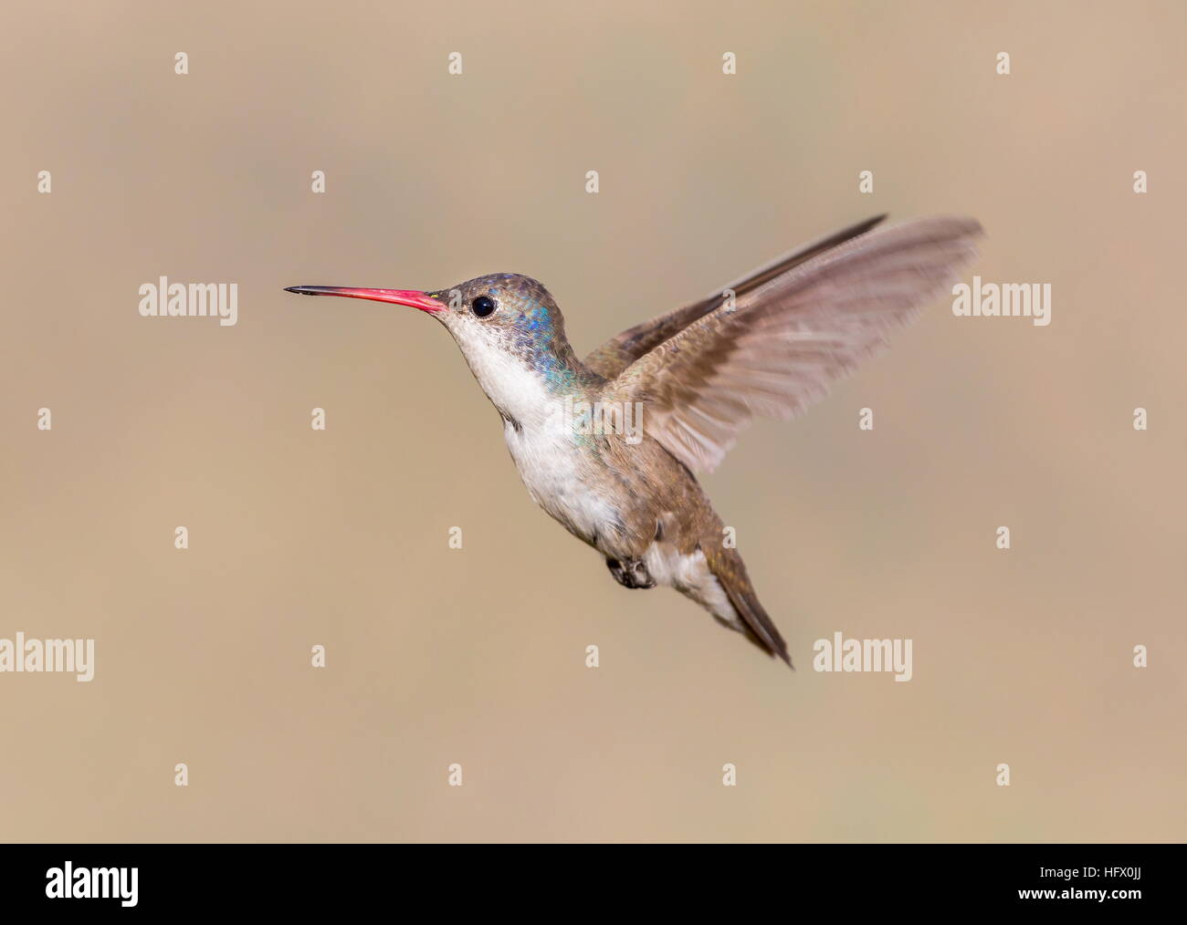 Violet Crowned Hummingbird Stock Photo - Alamy