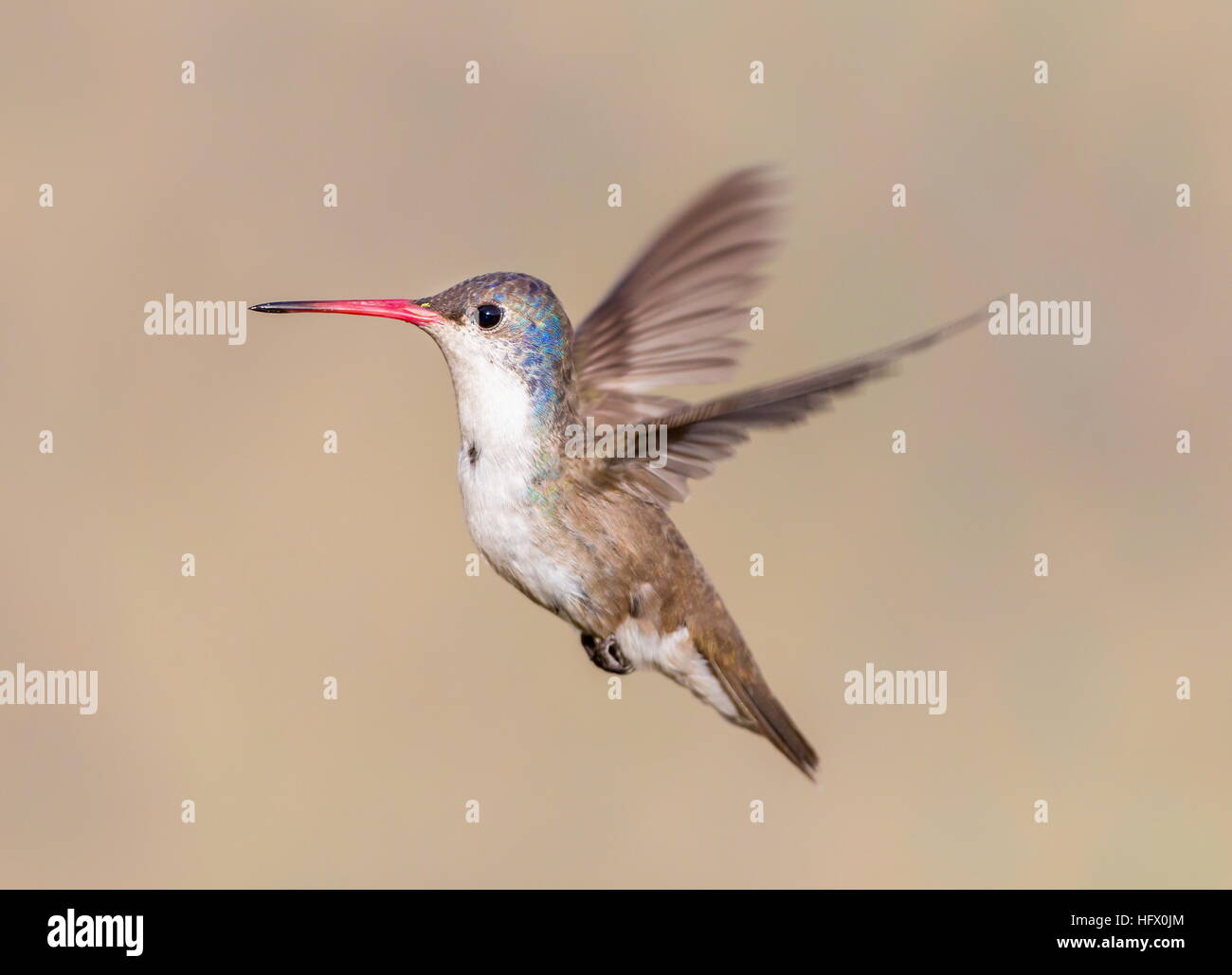 Violet Crowned Hummingbird Stock Photo - Alamy
