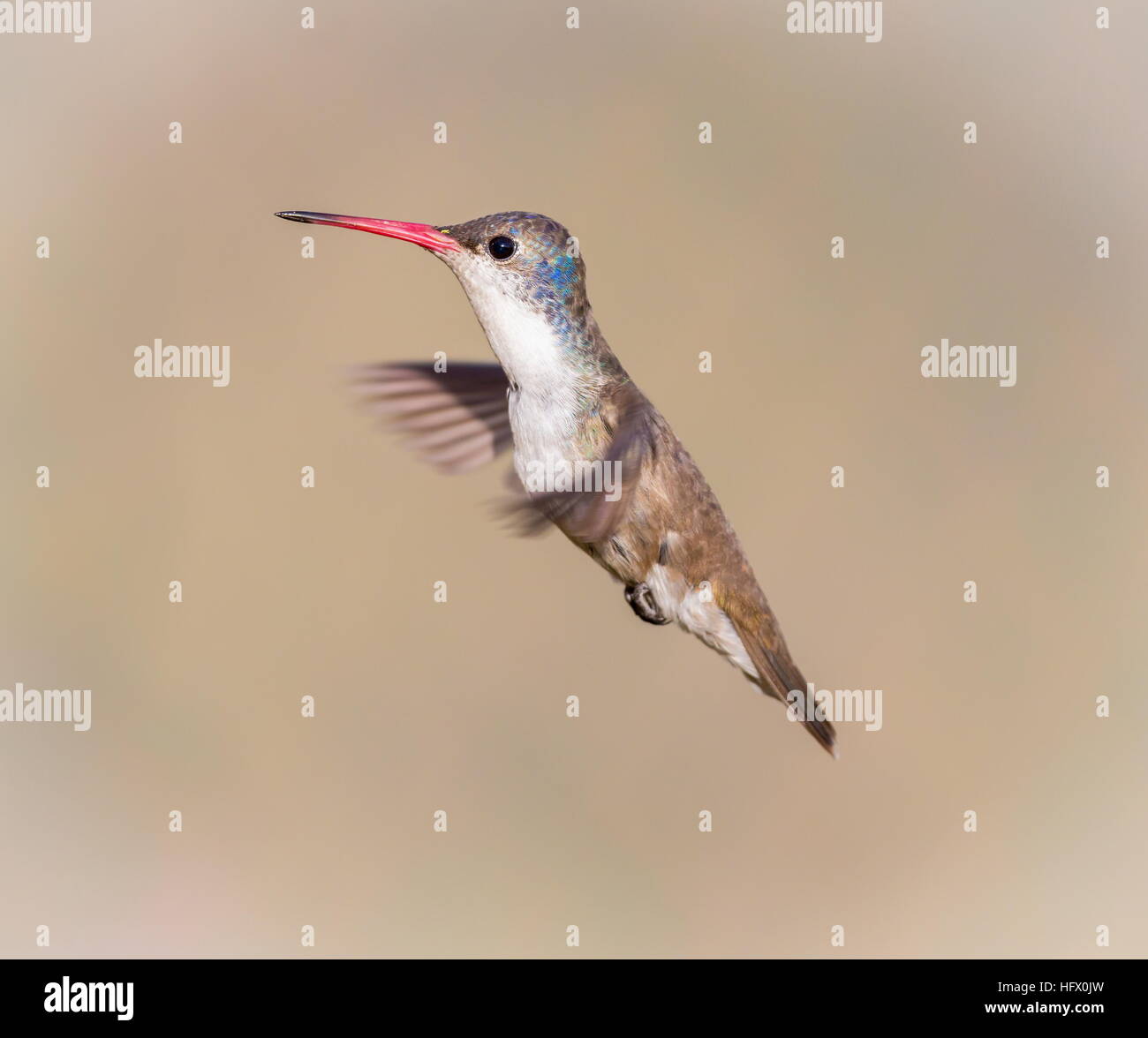 Violet Crowned Hummingbird Stock Photo - Alamy