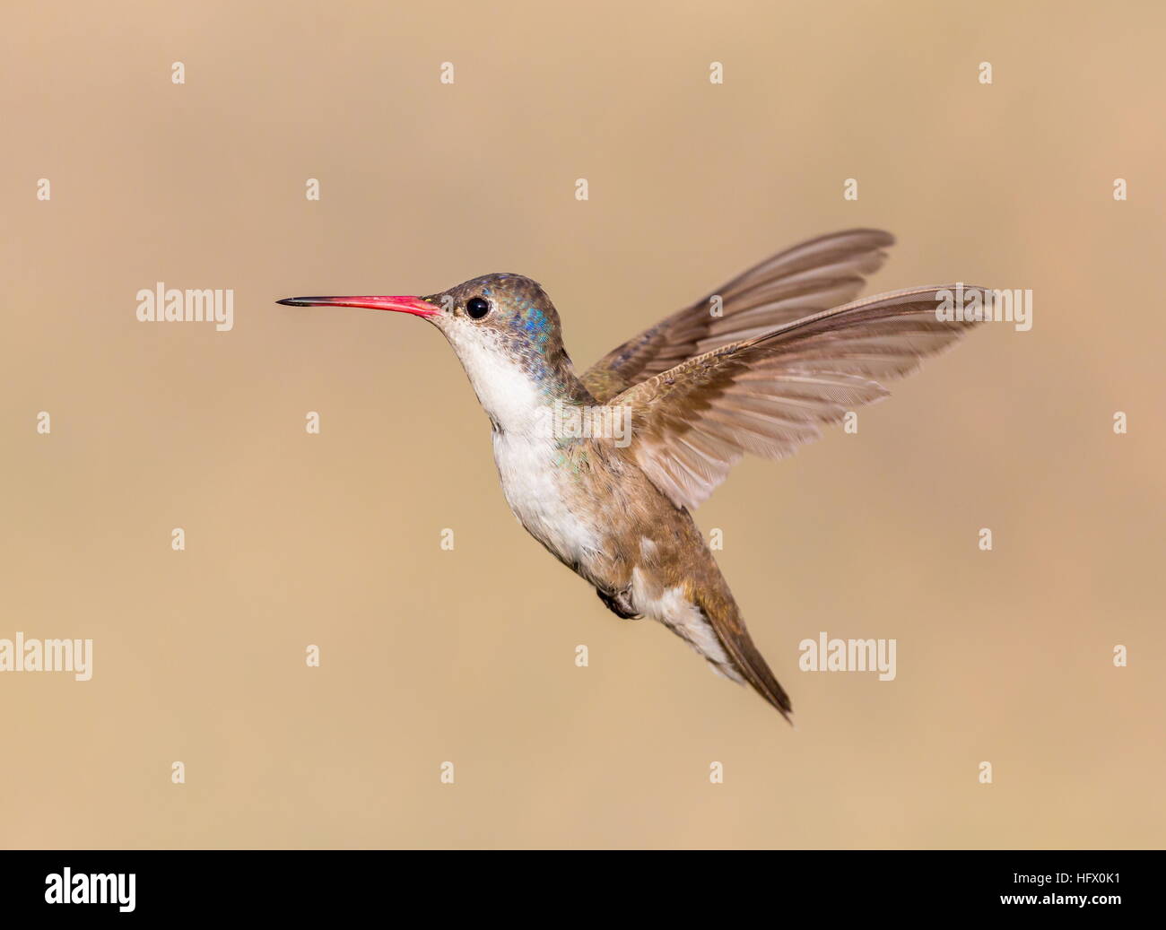 Violet Crowned Hummingbird Stock Photo - Alamy