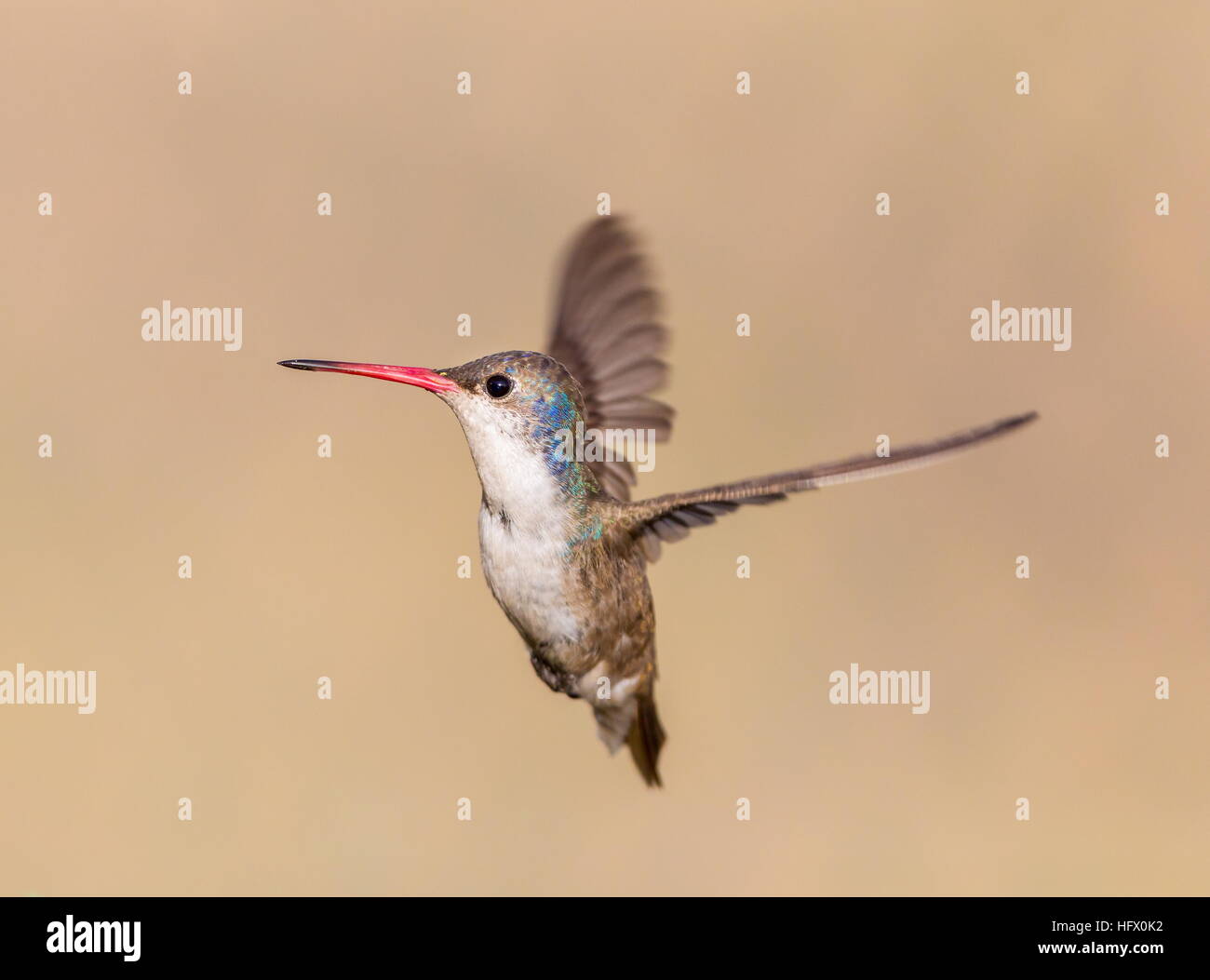 Violet Crowned Hummingbird Stock Photo - Alamy