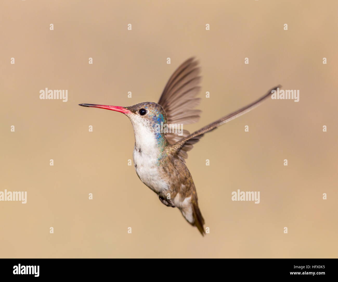 Violet Crowned Hummingbird Stock Photo - Alamy