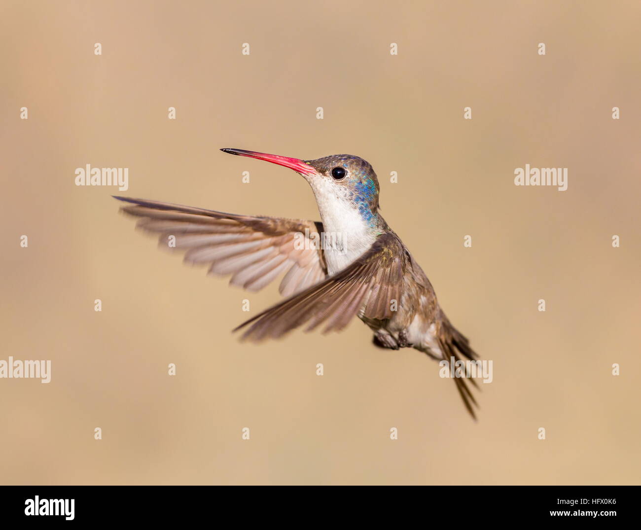 Violet Crowned Hummingbird Stock Photo - Alamy
