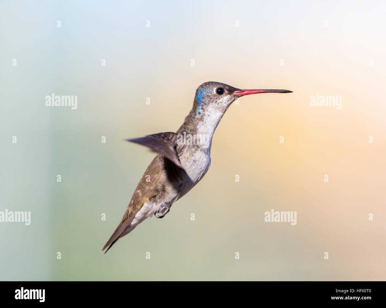 Violet Crowned Hummingbird Stock Photo - Alamy