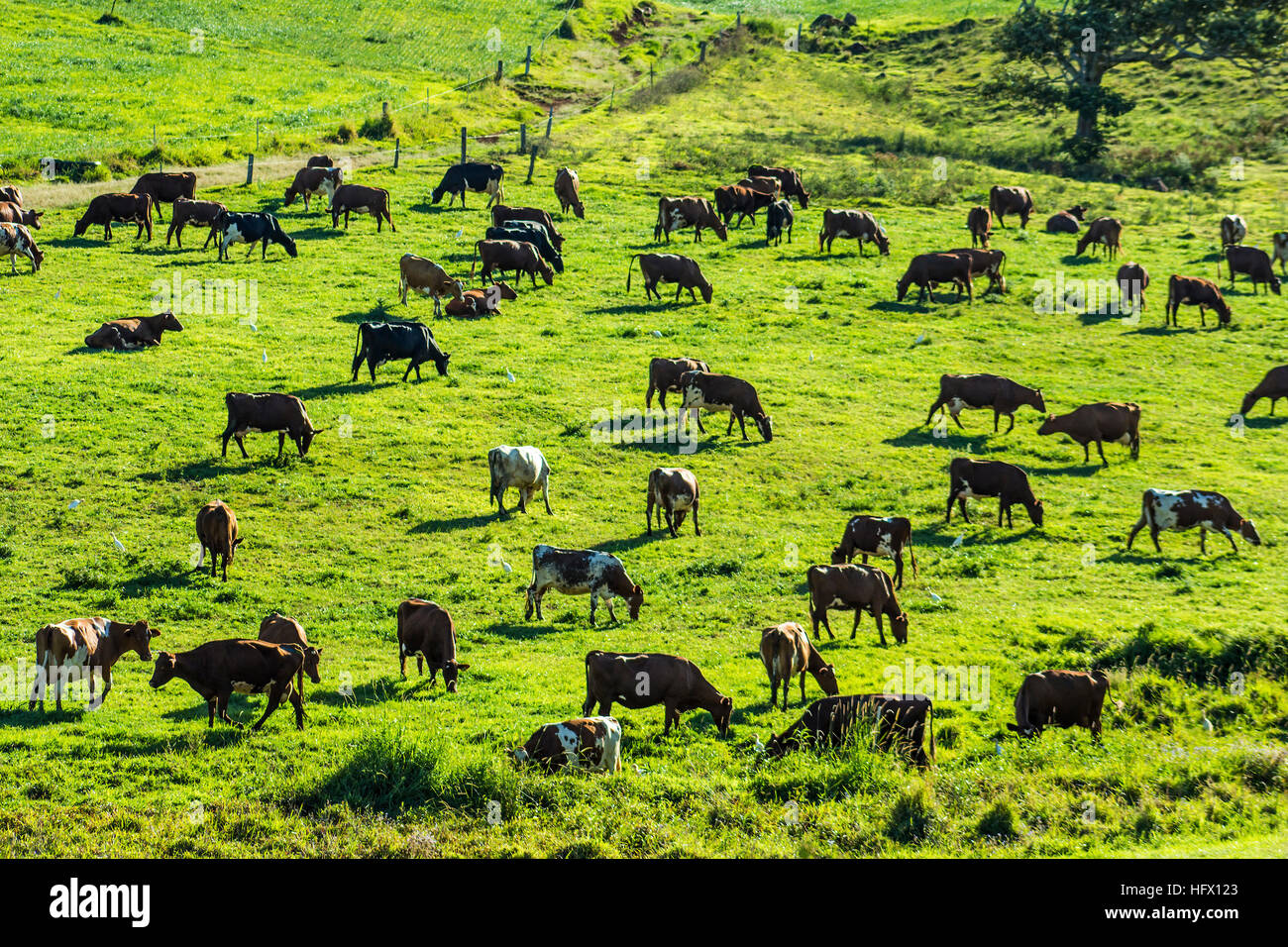 Cows graze in a paddock Stock Photo