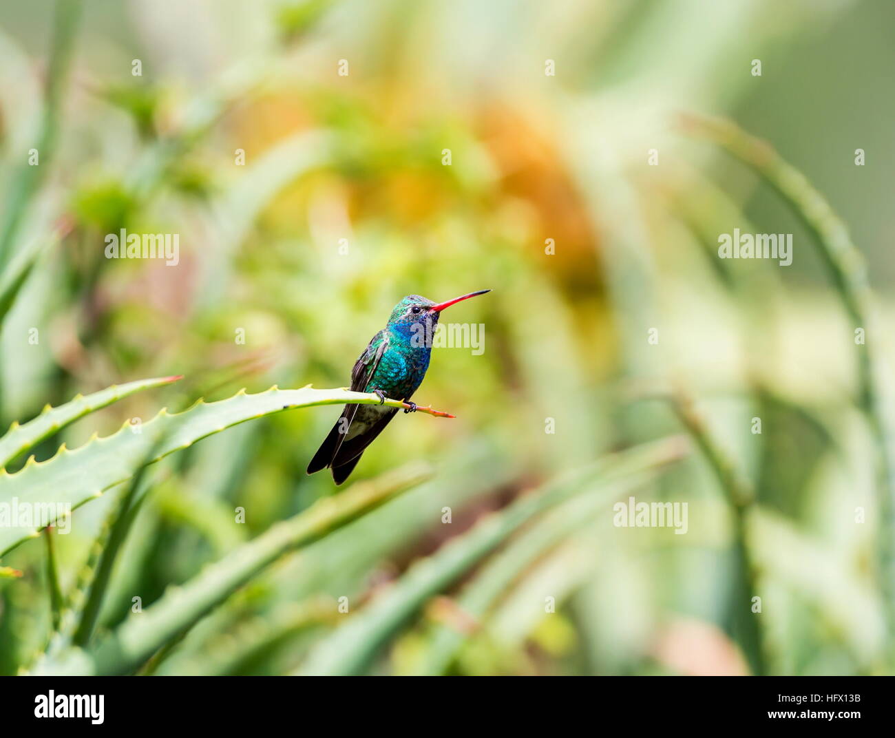 Unusual Bird Feeder Stock Photos Unusual Bird Feeder Stock