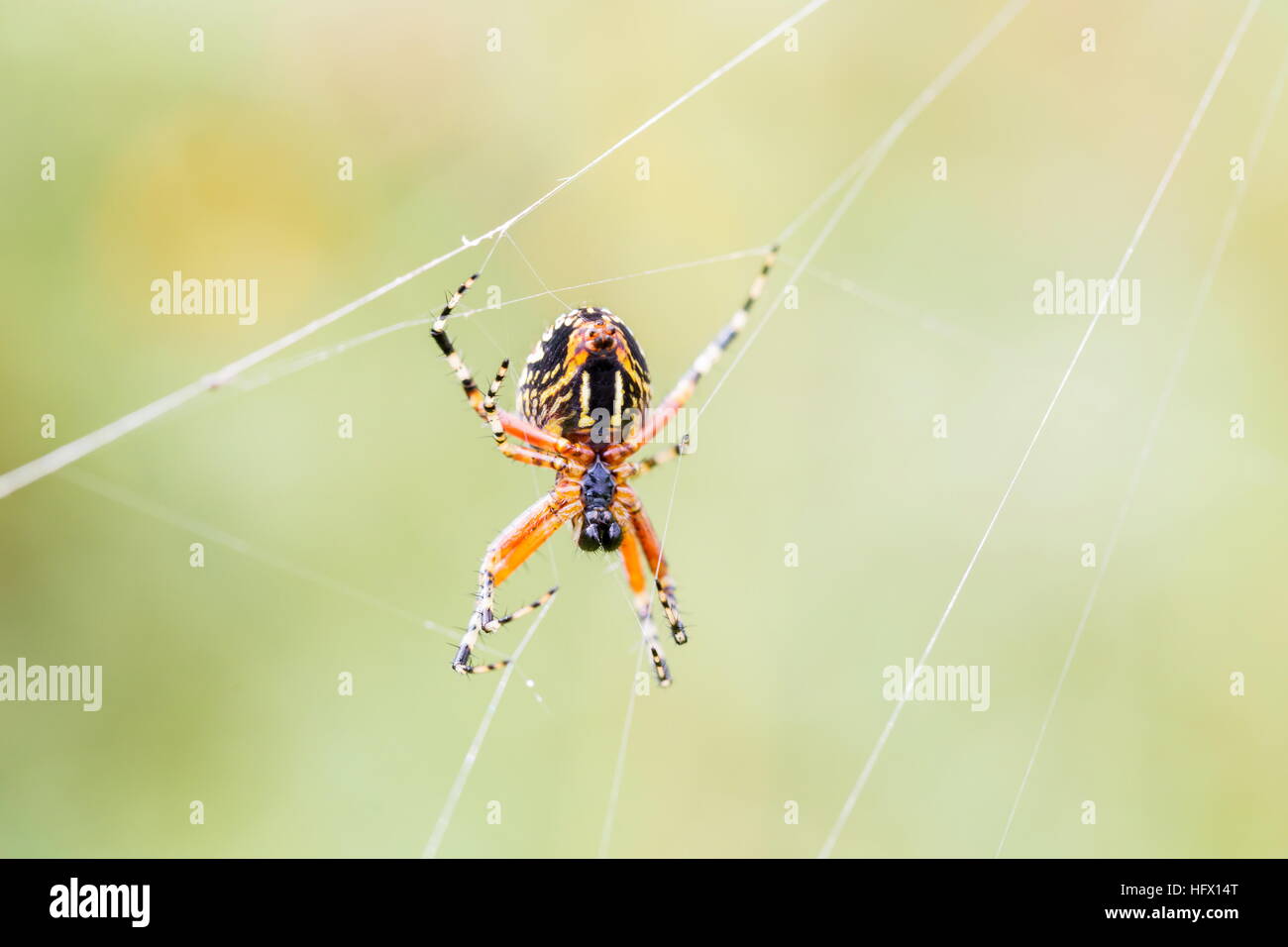 Golden silk orb-weaver spider Stock Photo - Alamy