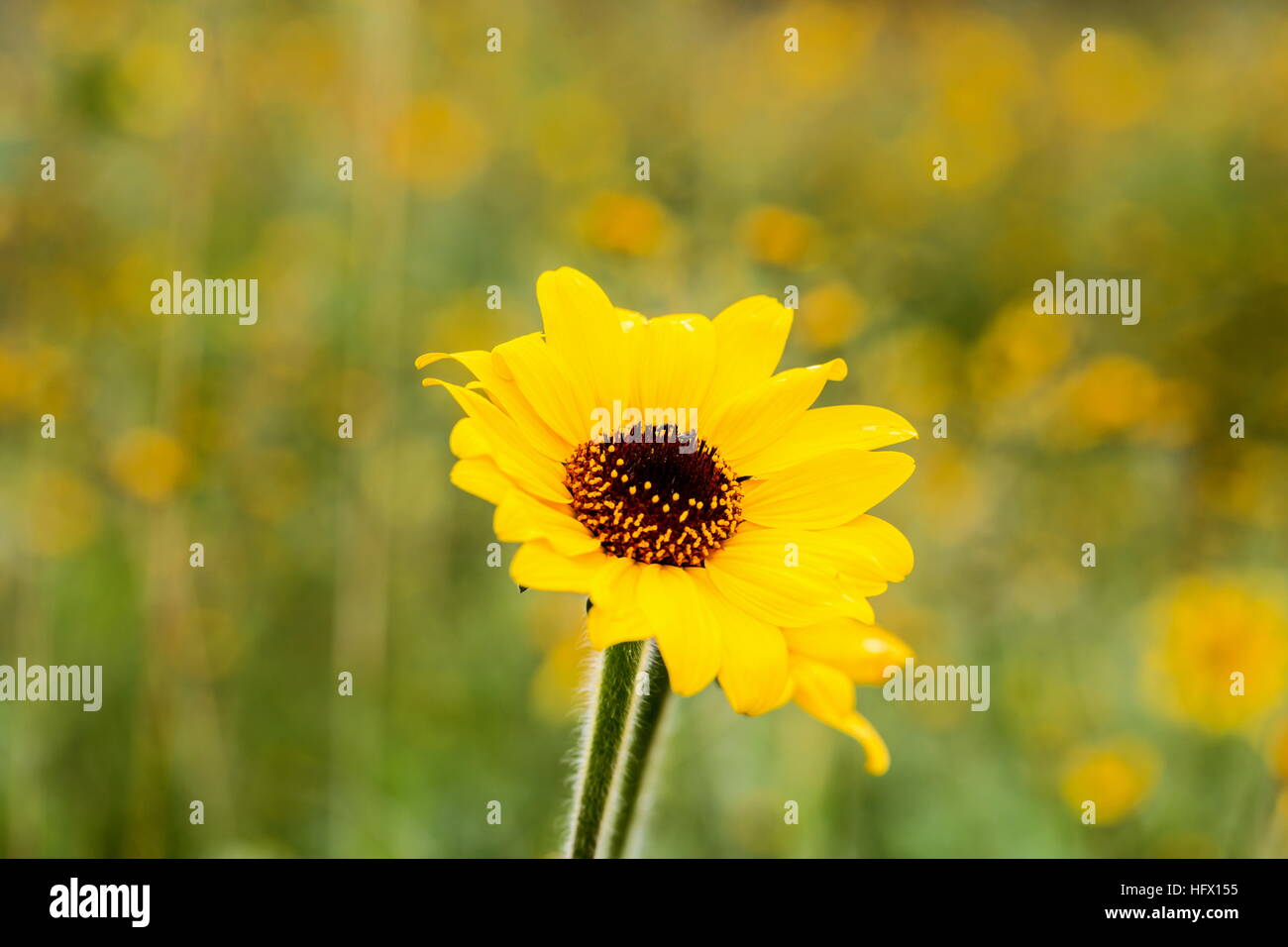 Wild flowers and insects of Mexico. Stock Photo