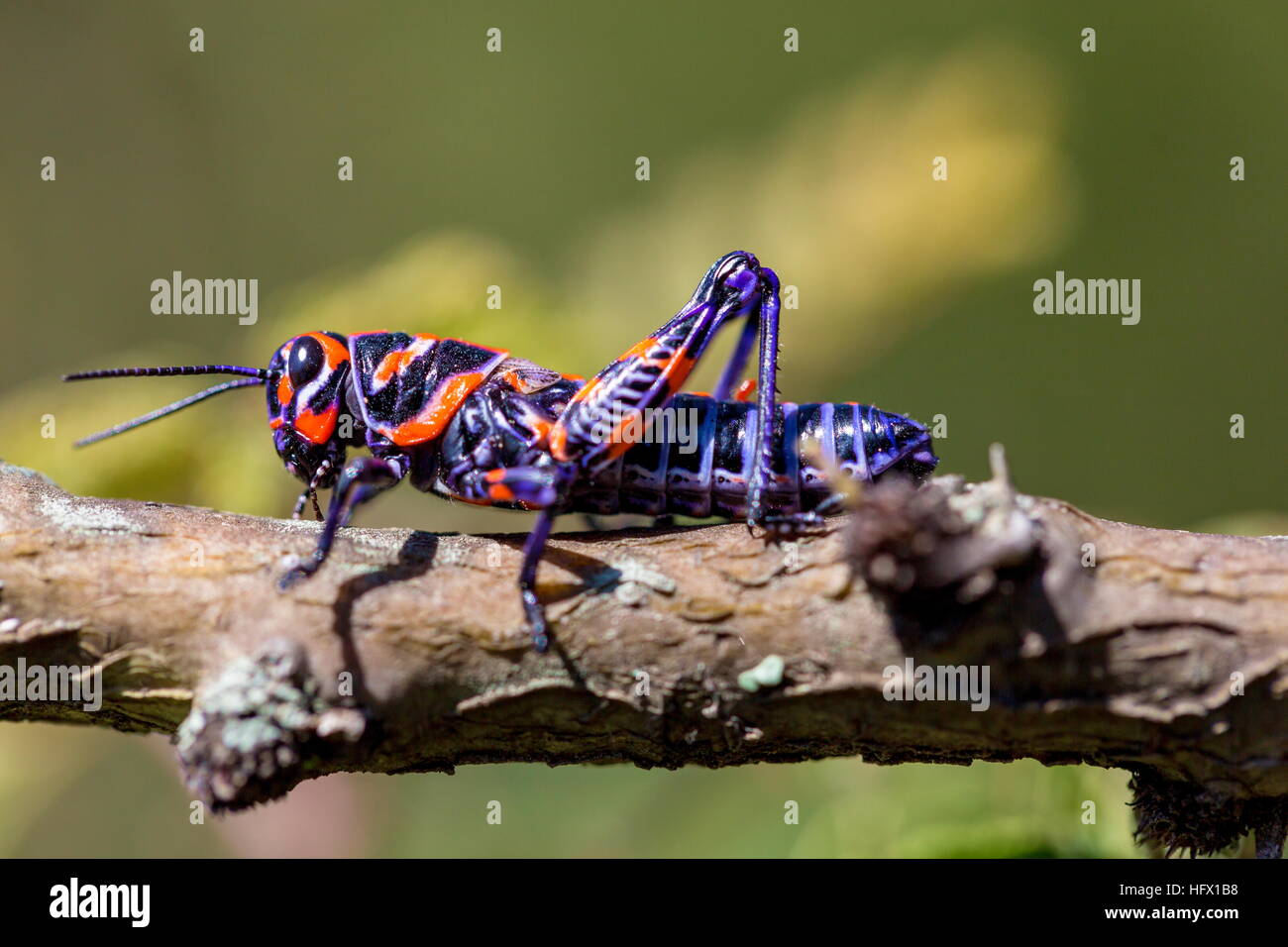 Painted grasshopper or horse lubber grasshoppers, are found in the  grasslands of central Mexico Stock Photo - Alamy