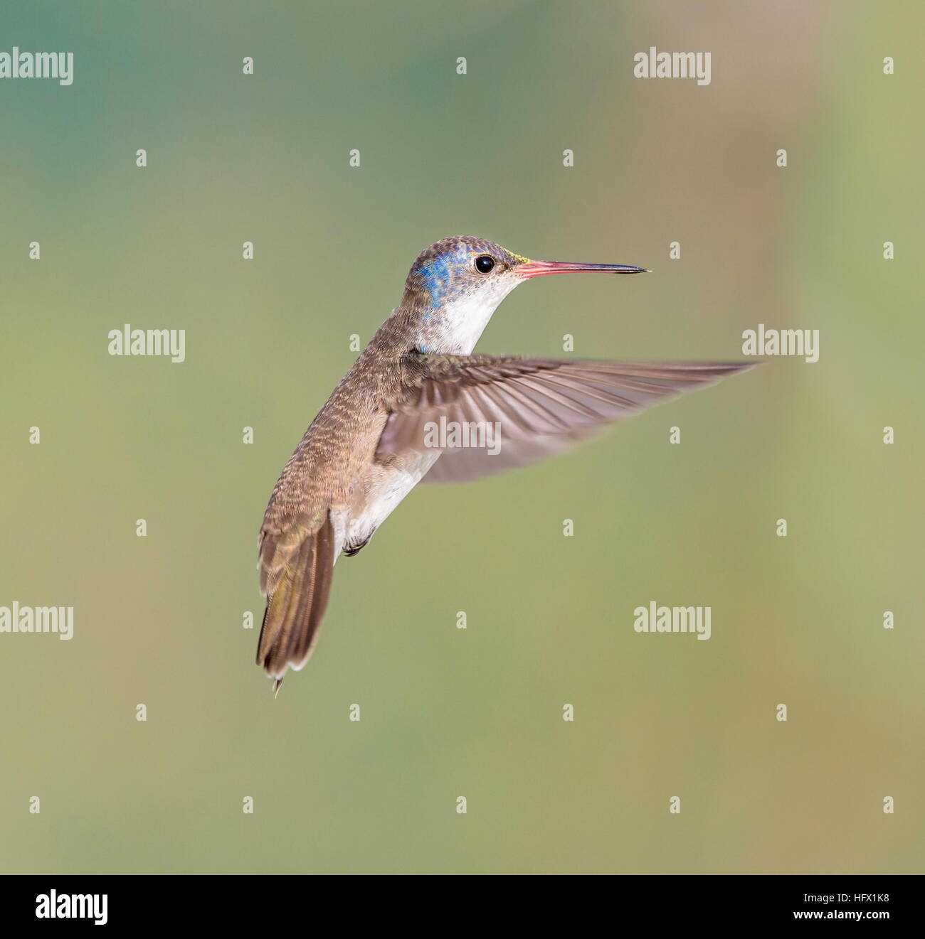 Violet Crowned Hummingbird Stock Photo - Alamy