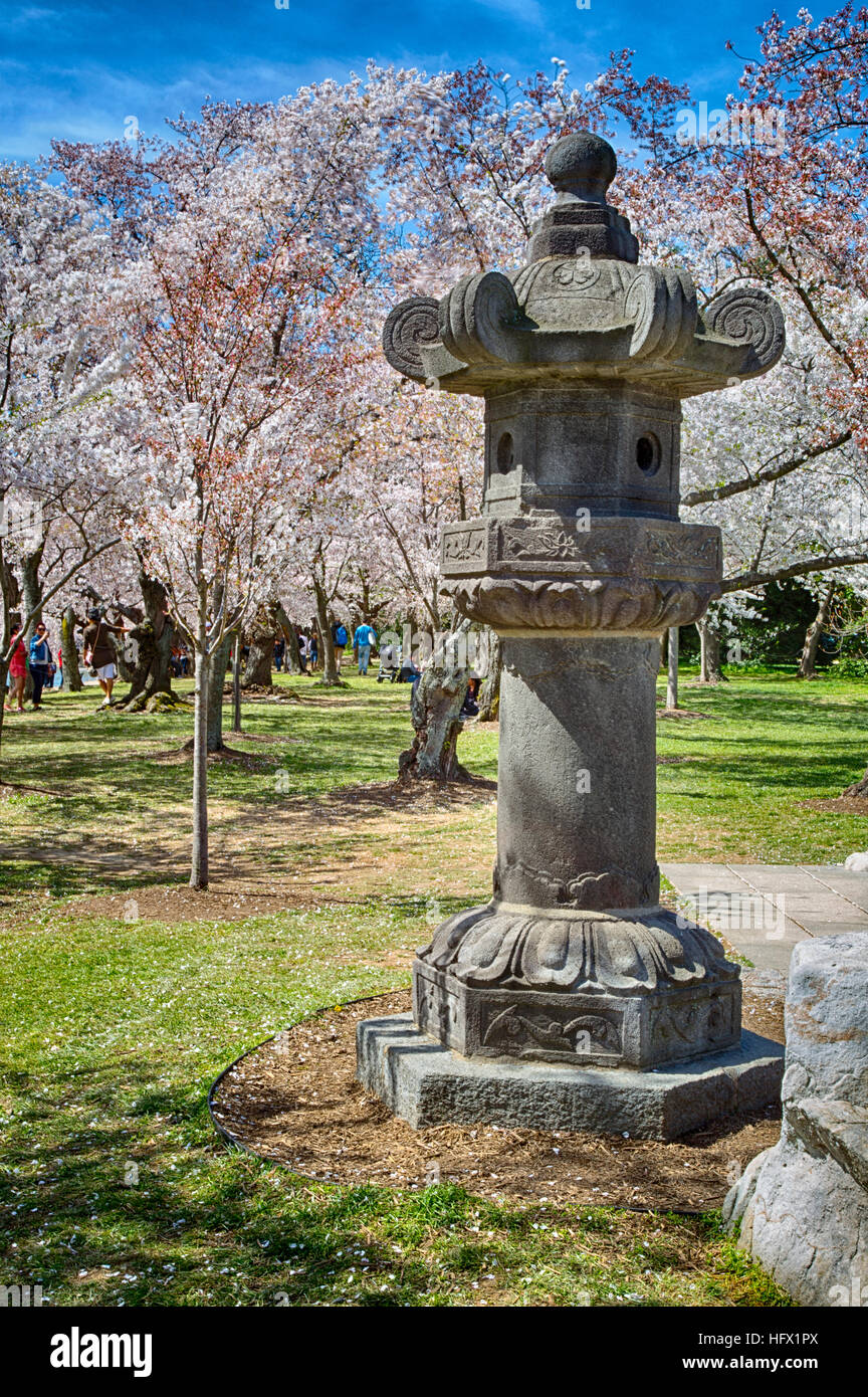 Cherry Blossoms in the Breeze by the Tidal Basin, with Japanese lantern, Created 1651, Given by Japan to the US in 1954.  Washington, D.C. Stock Photo