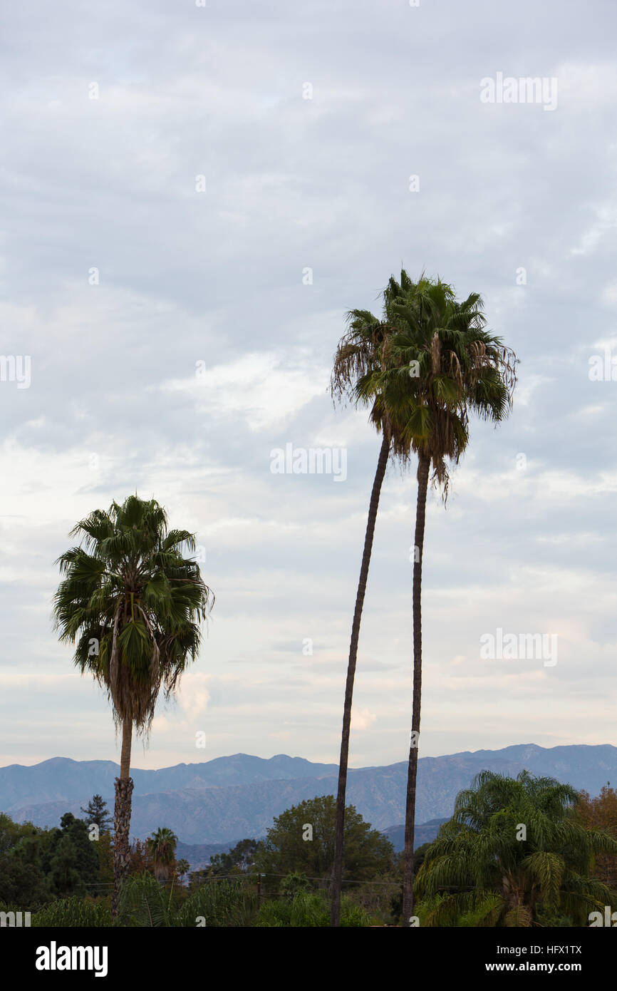 Palm Trees in California Stock Photo Alamy
