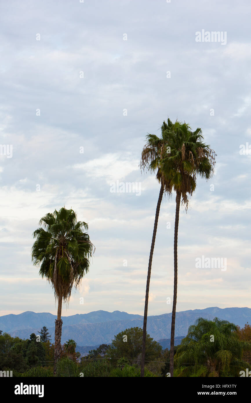 Palm Trees in California Stock Photo Alamy