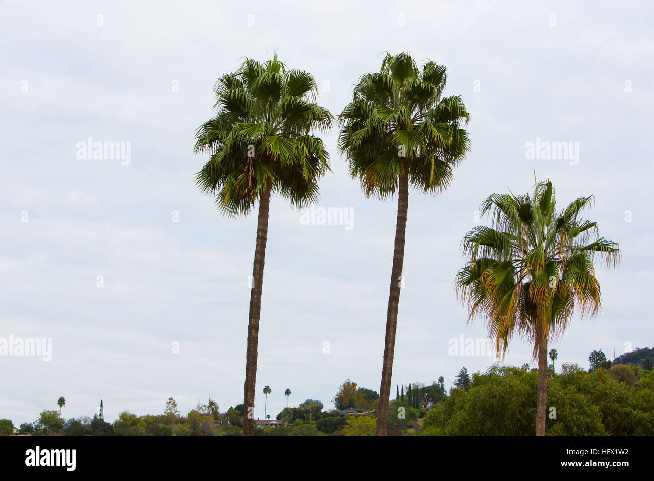 Palm Trees in California Stock Photo Alamy