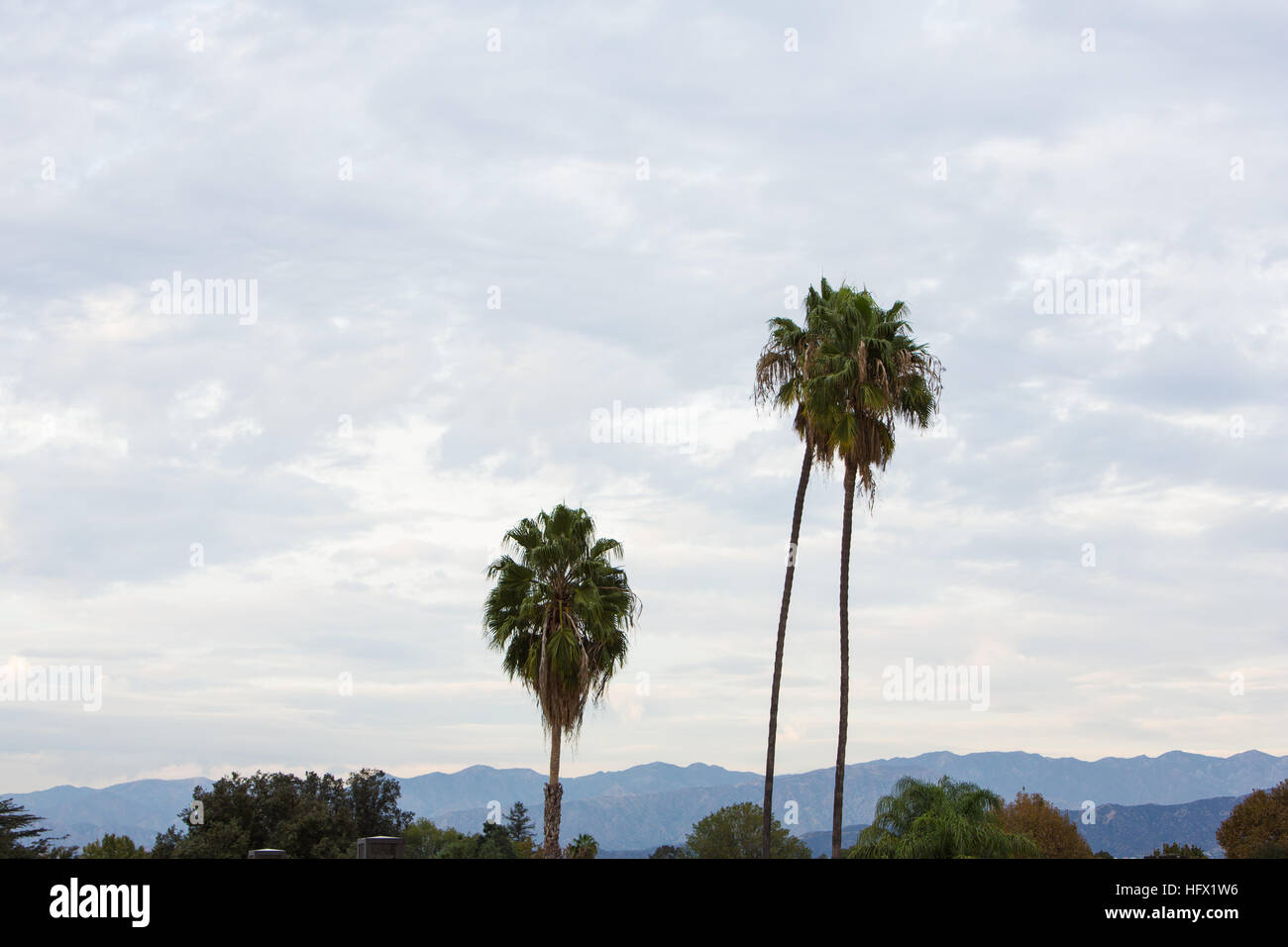Palm Trees in California Stock Photo Alamy