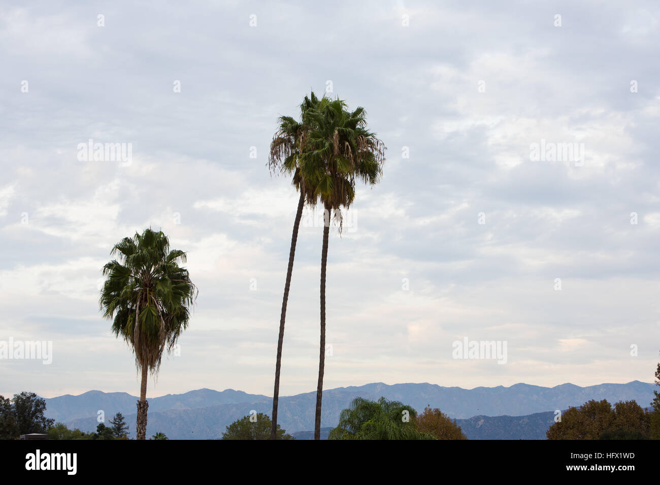 Palm Trees in California Stock Photo Alamy