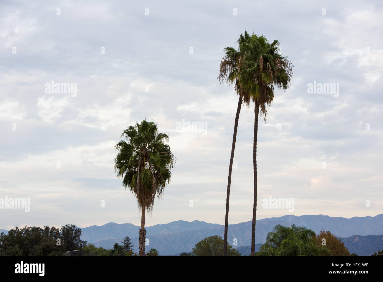 Palm Trees in California Stock Photo Alamy