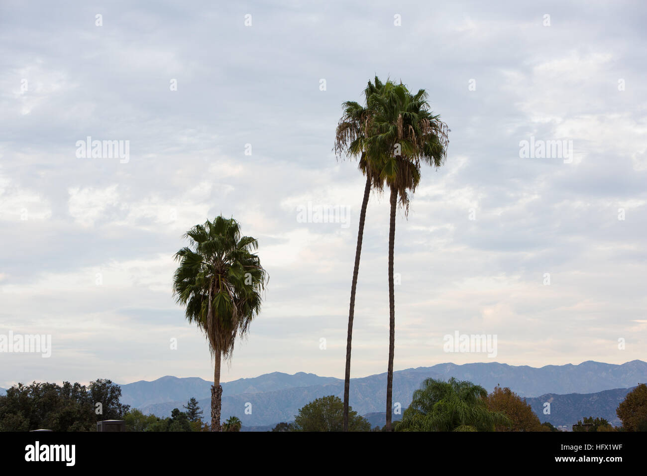 Palm Trees in California Stock Photo Alamy