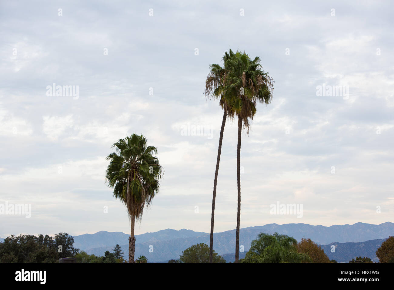 Palm Trees in California Stock Photo Alamy