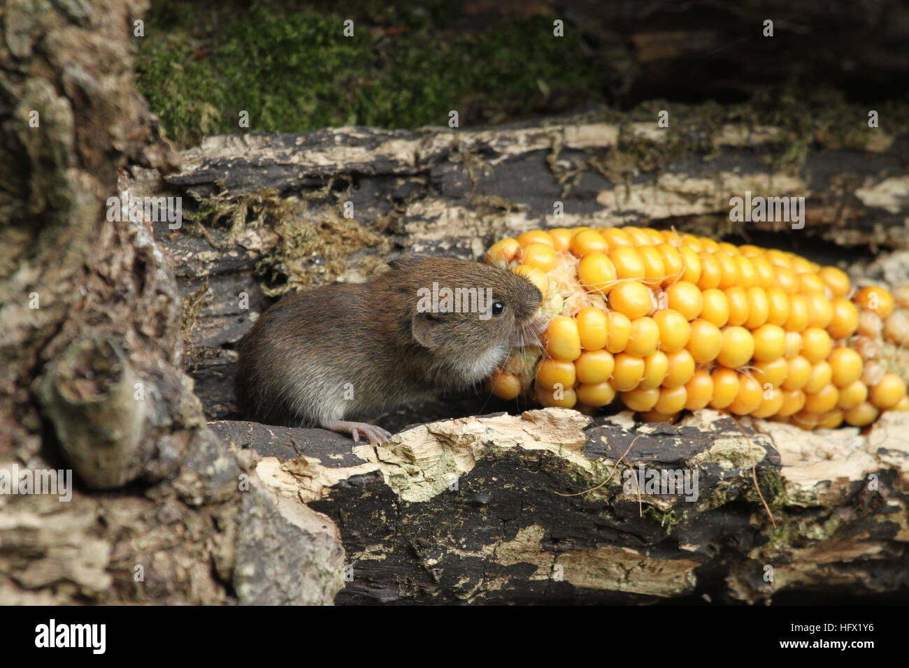 Bank vole eating corn hires stock photography and images Alamy