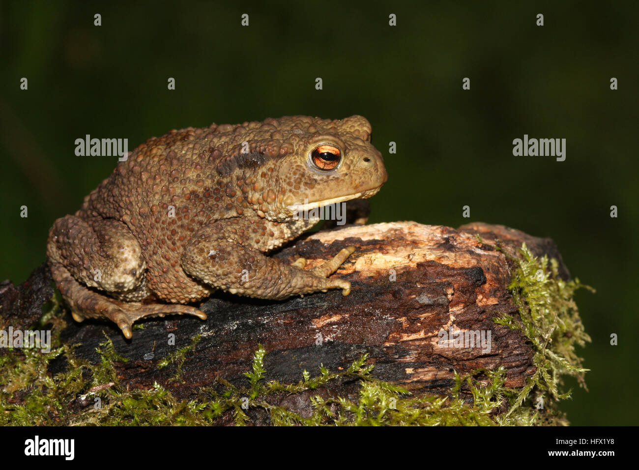 A Common Toad (Bufo bufo) sitting on a mossy log hunting for food. Stock Photo