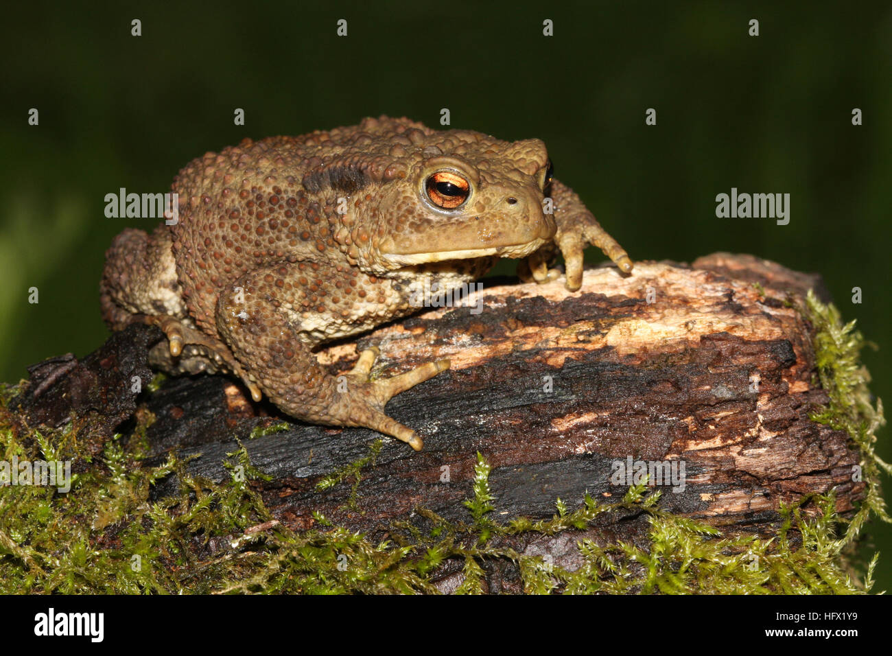 A Common Toad (Bufo bufo) sitting on a mossy log hunting for food. Stock Photo
