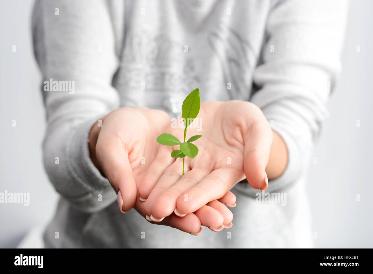 Sprouting plant is growing up in woman hands Stock Photo