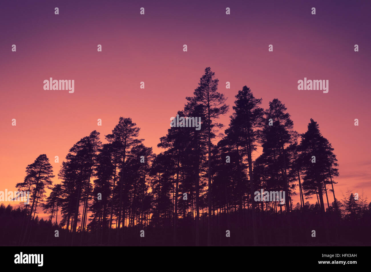 Pine trees in silhouette, New Forest Stock Photo
