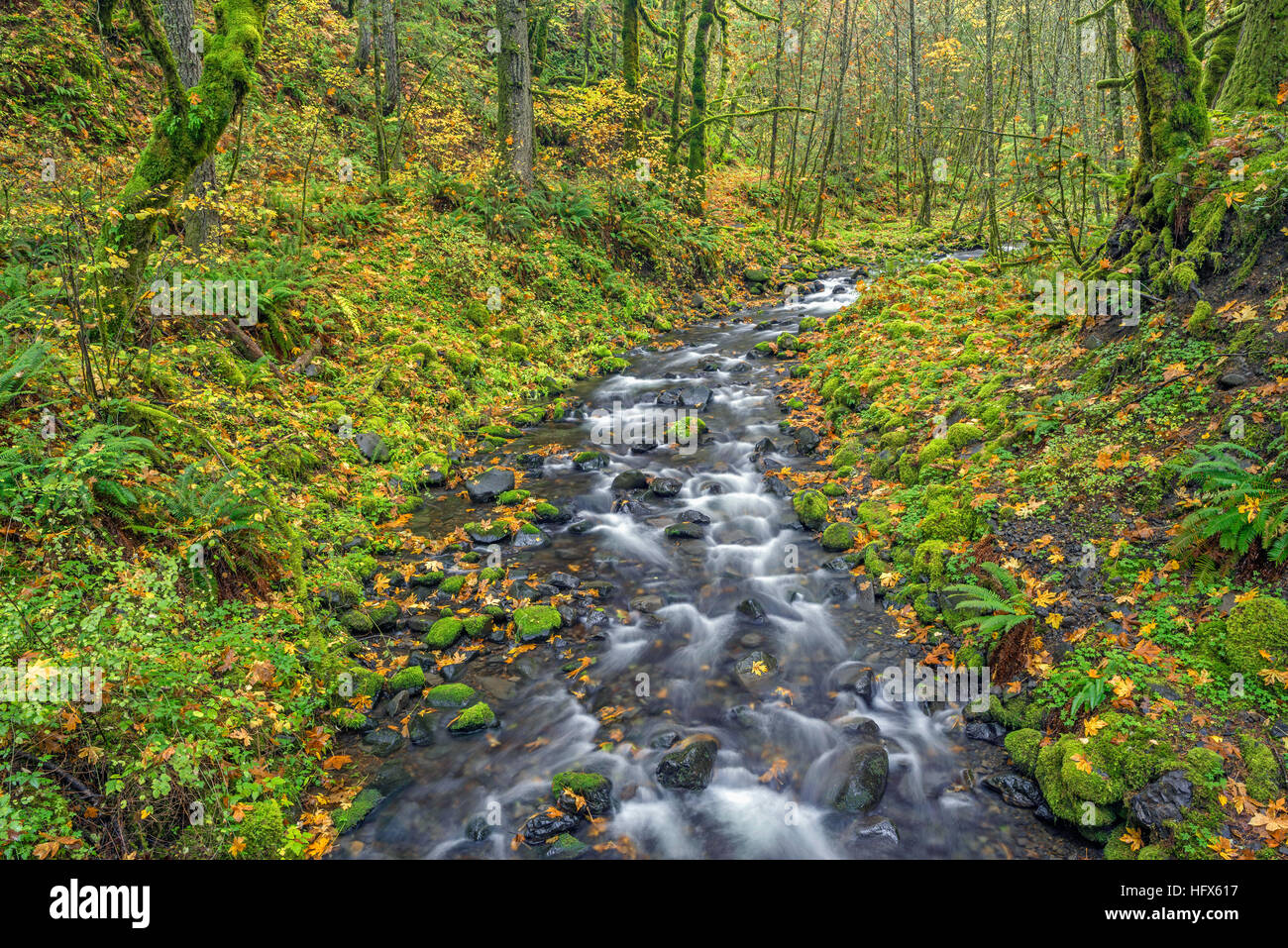 USA, Oregon, Columbia River Gorge National Scenic Area, Gorton Creek and autumn foliage with fallen leaves of bigleaf maple. Stock Photo