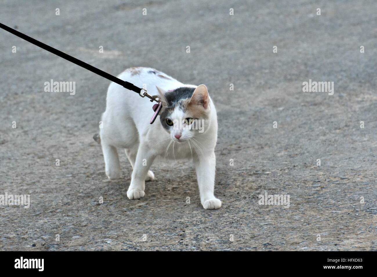 A beautiful calico cat on a leash while taking a walk with her owner Stock Photo