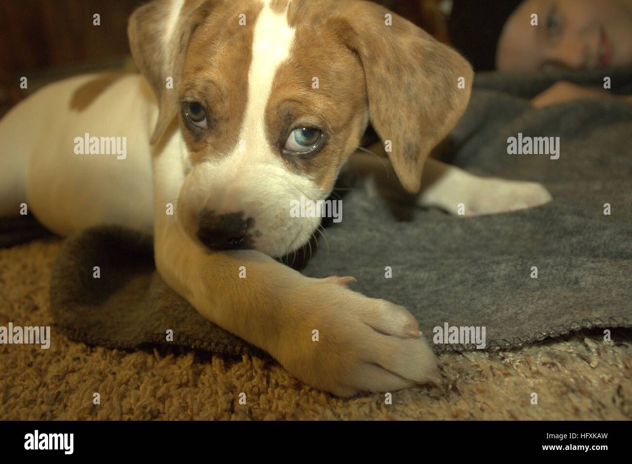 Boxer Mix Puppy With Unusual Eyes Lying On A Blanket Stock Photo