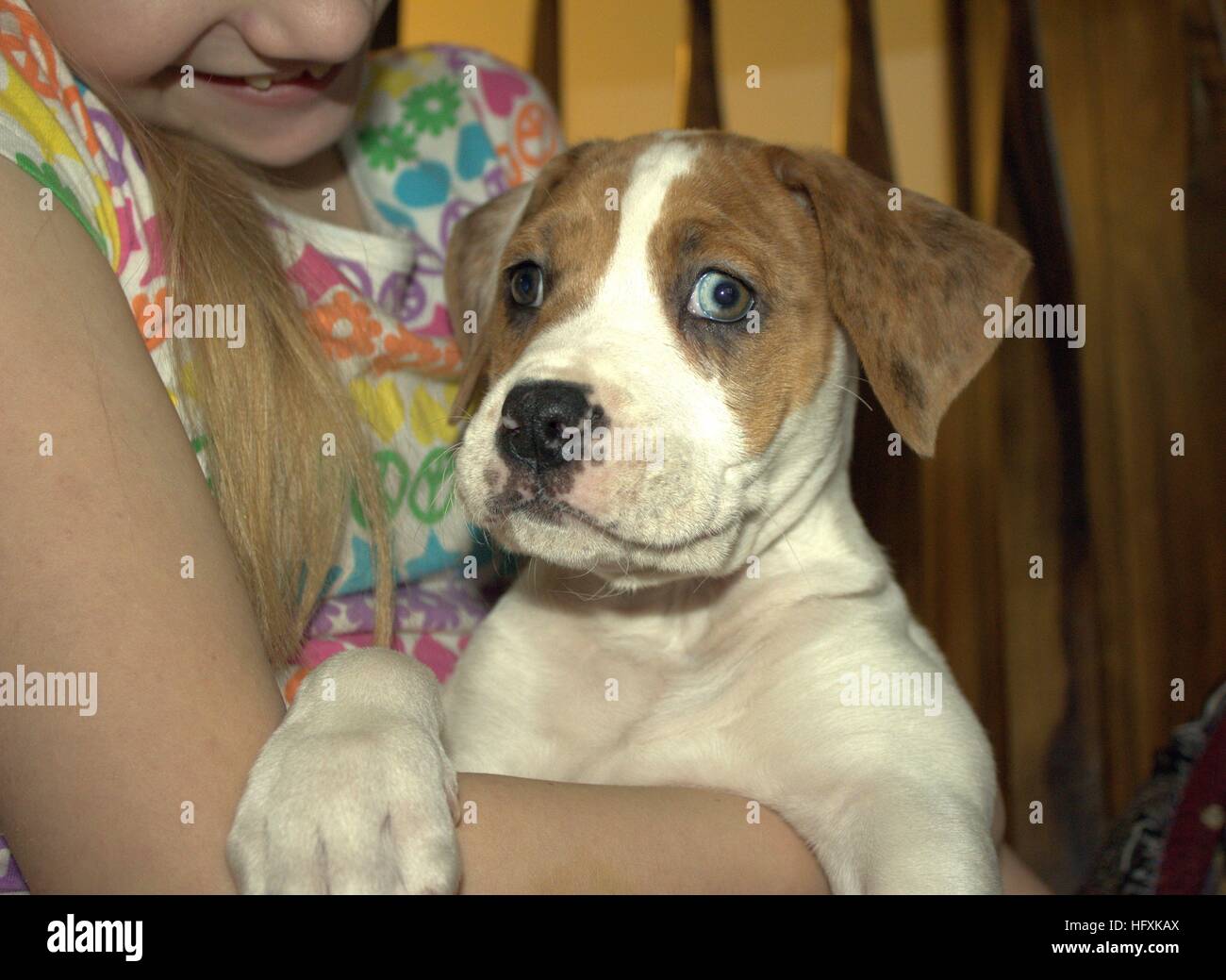 Little Girl Holding Her New Smiling Puppy Stock Photo
