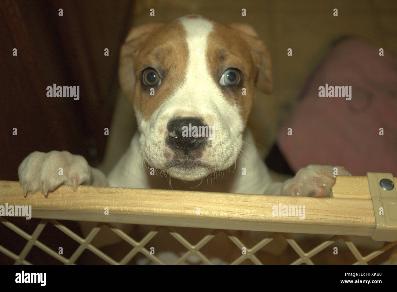 Sad Boxer Mix Pup Begging To Get Over The Baby Gate Stock Photo