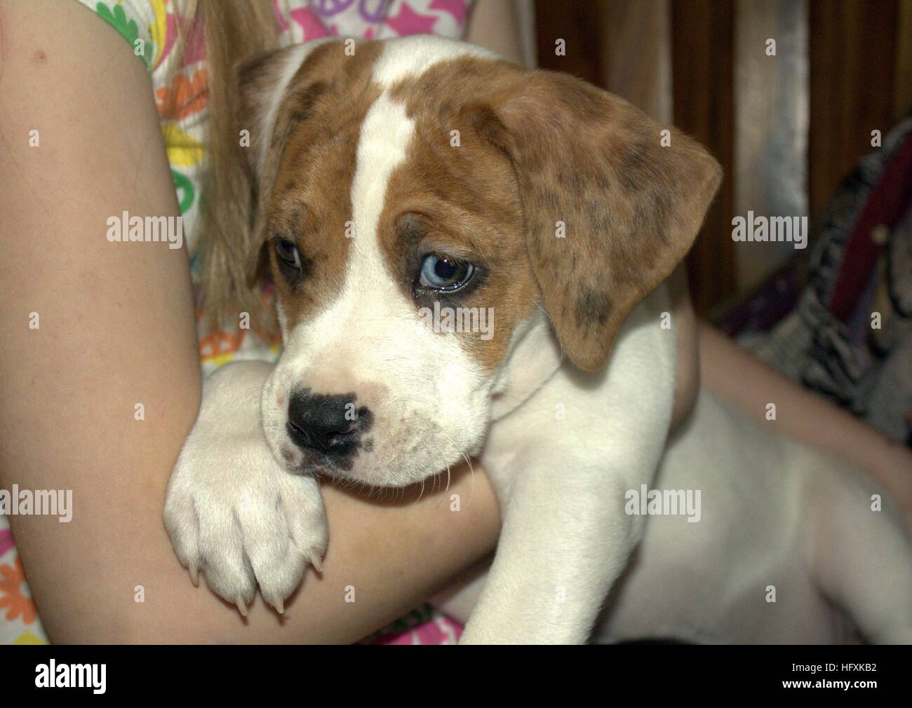 Boxer Mix Puppy With Large Paws and A Unique Half Blue Eye Stock Photo