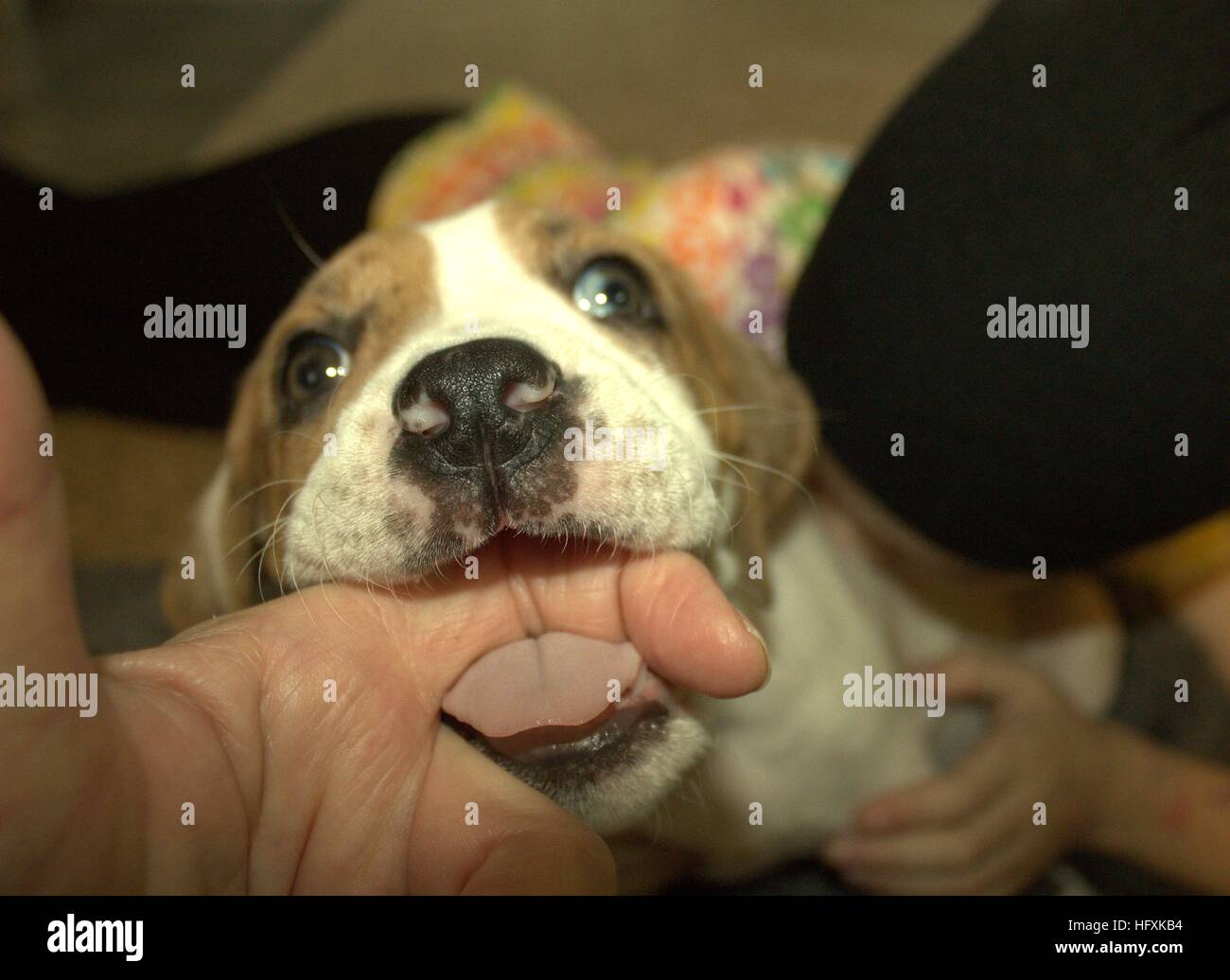 Should I Let My Puppy Chew On My Fingers