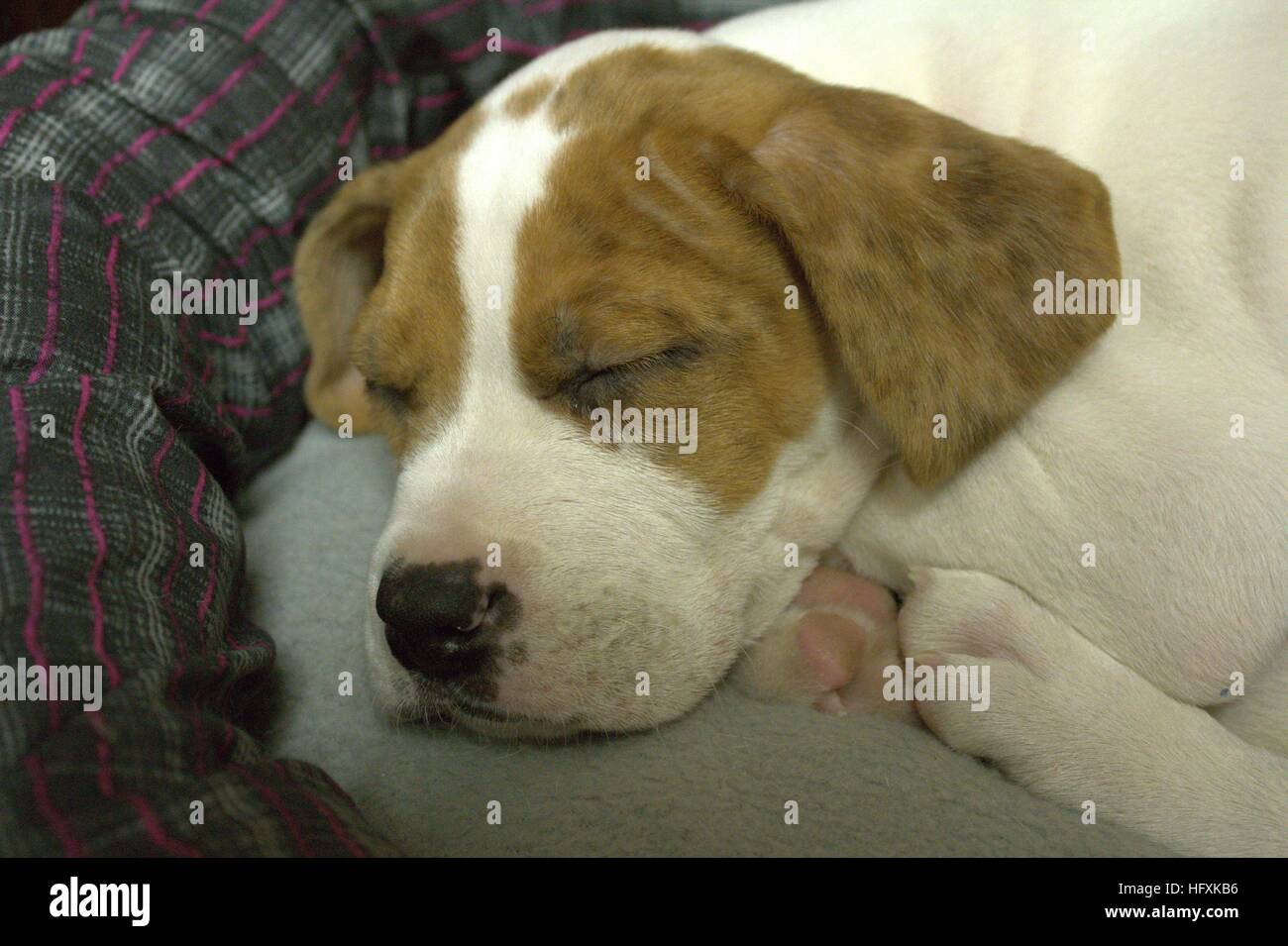Close Up Of A Boxer Mix Puppy Sleeping Stock Photo