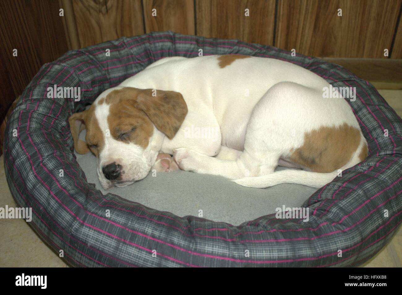 Boxer Mix Puppy Asleep In Her Bed Stock Photo
