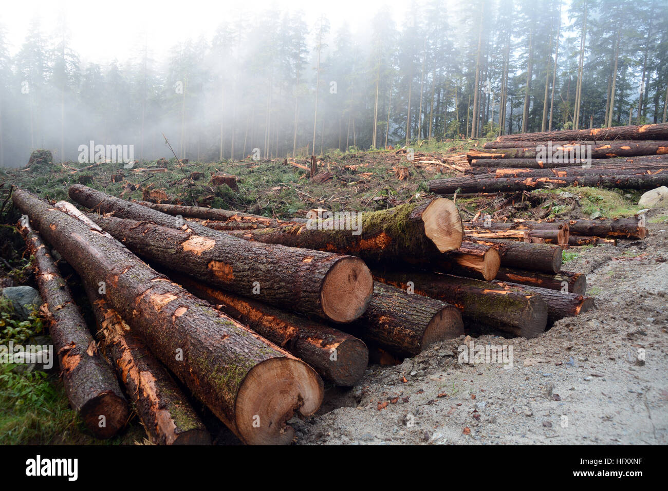 A pile of tree logs at a clearcut site on a logging road in the Coast Mountains near Mission, British Columbia, Canada. Stock Photo