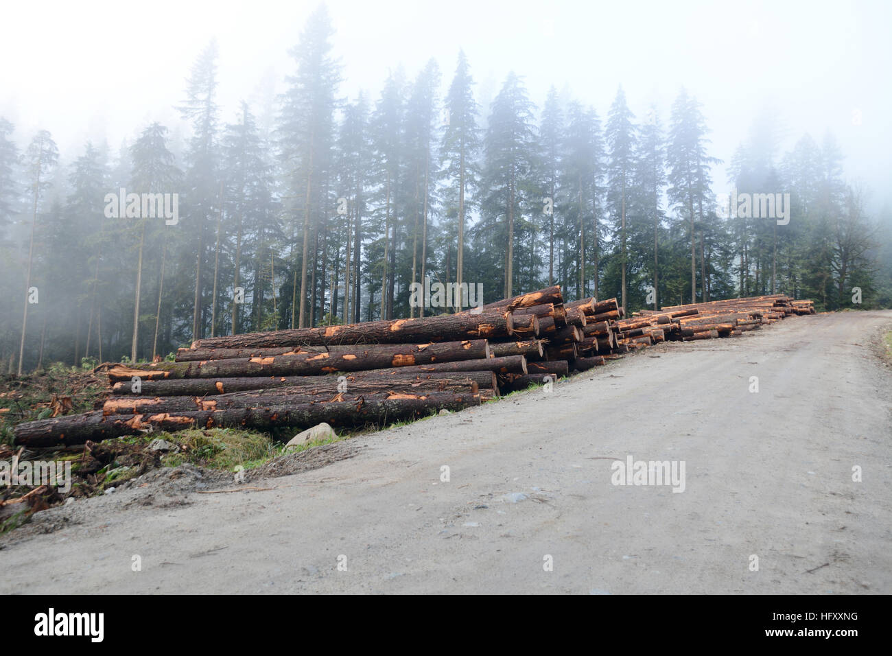 Logging industry canada logs hires stock photography and images Alamy