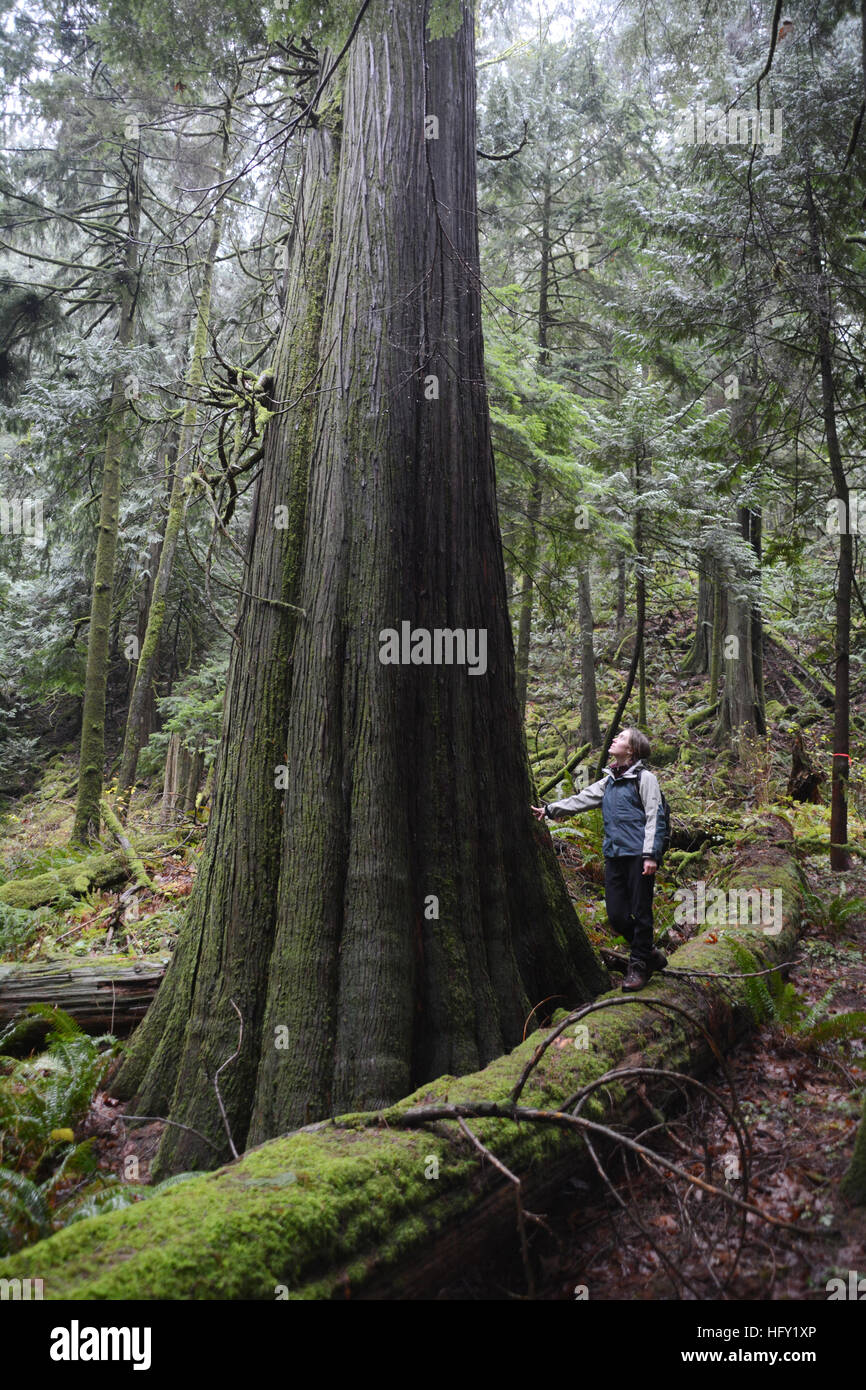 A person standing mature giant red cedar tree in an old growth forest in the Coast Mountains of British Columbia, Canada Stock Photo