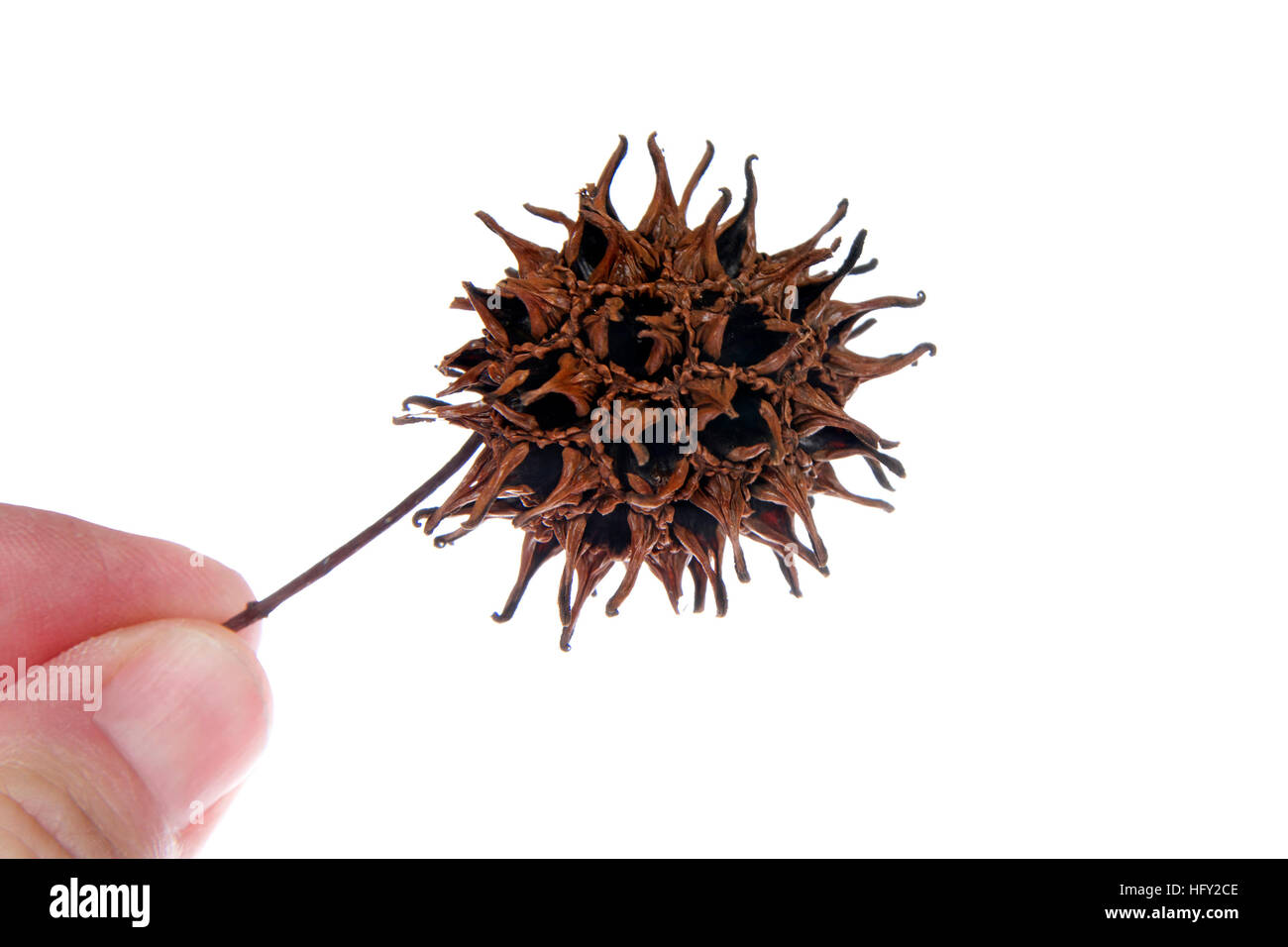 Sweet Gum Tree Seed Pod From Liquidambar Styraciflua Commonly Called Stock Photo Alamy,Pet Hedgehog Tank