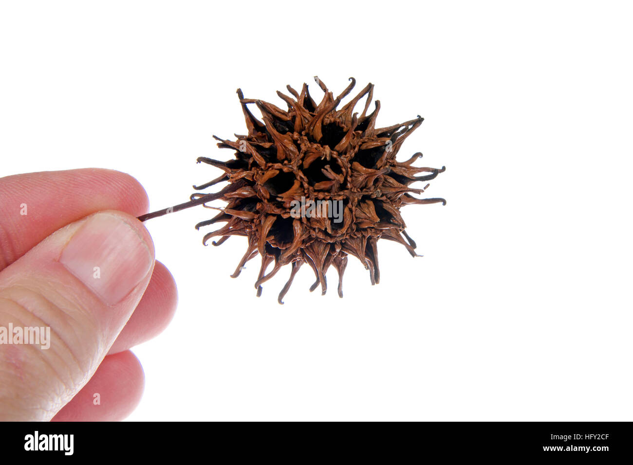 sweet gum tree sweet gum tree
