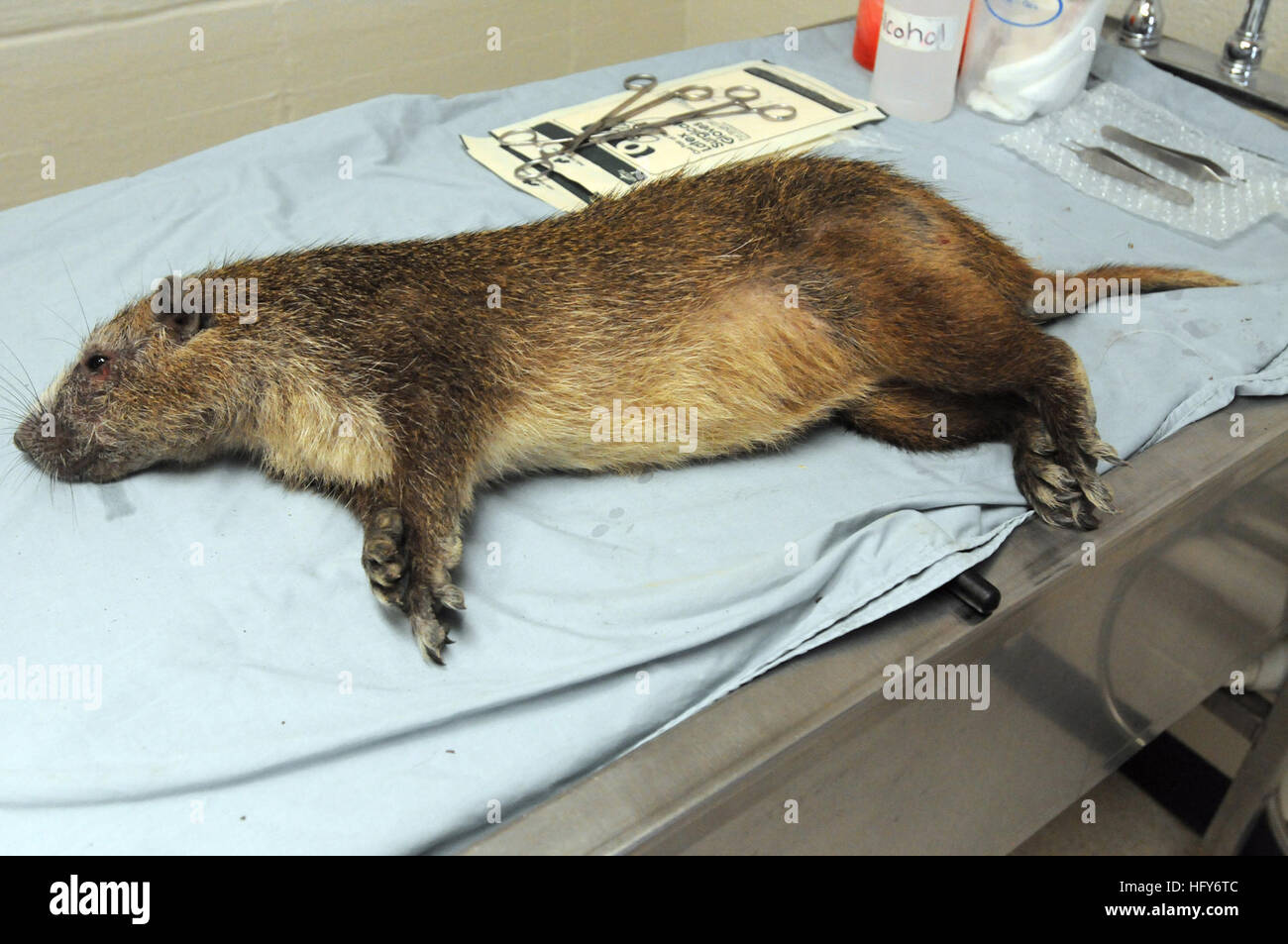 GUANTANAMO BAY, Cuba An anesthetized hutia, colloquially known as a
