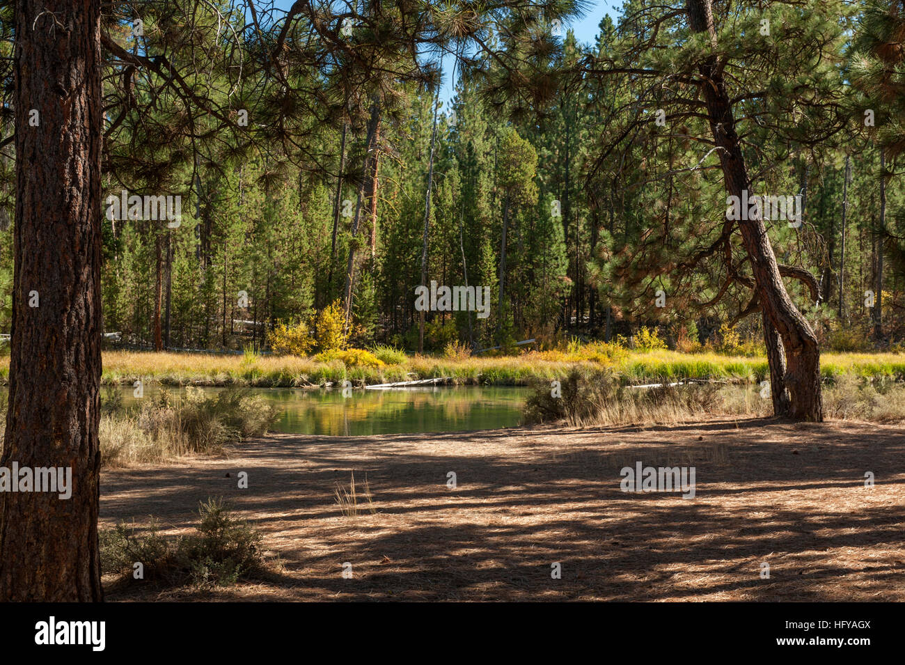 The view at one of the camp sites in Bull Bend Campground (USFS) near LaPine, Oregon.  The river is the Deschutes. Stock Photo