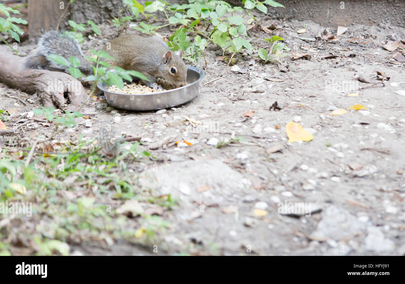 Eastern gray squirrel stealing pet food Stock Photo