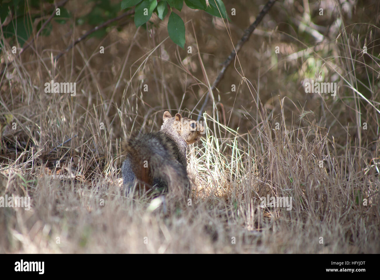 Lone squirrel in a field Stock Photo